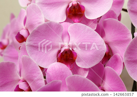 漂亮的蝴蝶蘭花 漂亮的蝴蝶蘭花 142663857