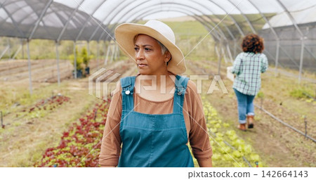 Greenhouse farming, agriculture and mature woman with inspection on sustainable environment in nature. Quality check, plants and farmer outdoor with greenery, leaves or agro growth or development. 142664143