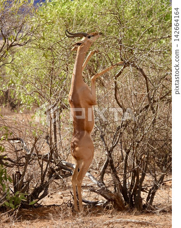 Gerenuk Standing on Hind Legs Browsing Gerenuk Standing on Hind Legs Browsing 142664164