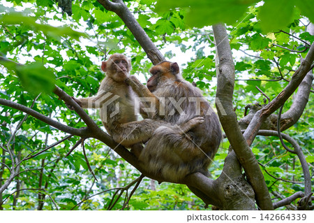 Barbary apes macaca sylvanus macaque monkey Barbary apes macaca sylvanus macaque monkey 142664339