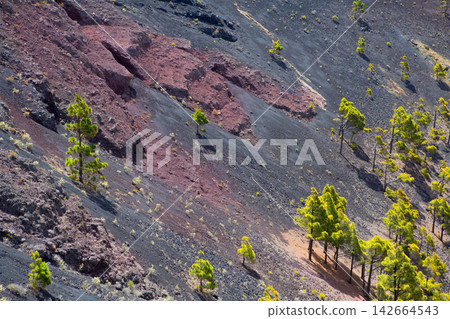 Crater La Palma San Antonio volcano Fuencaliente Crater La Palma San Antonio volcano Fuencaliente 142664543