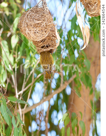 Bird, nest and tree or safari environment of Cape Weaver in forest, habitat and ecology of nature. Natural, biodiversity and indigenous animal burrow on branch with leaves to shelter in jungle Bird, nest and tree or safari environment of Cape Weaver in forest, habitat and ecology of nature. Natural, biodiversity and indigenous animal burrow on branch with leaves to shelter in jungle 142664544