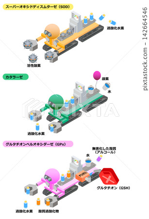 抗氧化酶的作用機制與功能 抗氧化酶的作用機制與功能 142664546