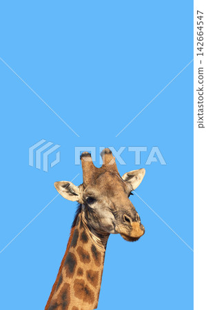 Giraffe, wildlife and blue sky in Africa for nature, earth or landscape with plants, field and environment. Indigenous animal, outdoor and calf in tropical summer location for Serengeti National Park Giraffe, wildlife and blue sky in Africa for nature, earth or landscape with plants, field and environment. Indigenous animal, outdoor and calf in tropical summer location for Serengeti National Park 142664547