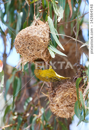 Bird, nature and nest in tree or environment of Cape Weaver in forest, habitat and ecology. Natural, biodiversity and indigenous animal burrow on branch with leaves to shelter in jungle with safety Bird, nature and nest in tree or environment of Cape Weaver in forest, habitat and ecology. Natural, biodiversity and indigenous animal burrow on branch with leaves to shelter in jungle with safety 142664548