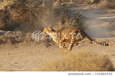 Fast, cheetah and running by nature or bush in wildlife, natural and game reserve for tourism. Indigenous animal in action for hunting and predator behavior in environment or safari, South Africa Fast, cheetah and running by nature or bush in wildlife, natural and game reserve for tourism. Indigenous animal in action for hunting and predator behavior in environment or safari, South Africa 142664550