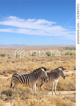 Zebra, wildlife and safari with blue sky in natural habitat or savannah with black and white stripes in nature. Outdoor animals, stallions or mares together on field, grass or open land in wilderness Zebra, wildlife and safari with blue sky in natural habitat or savannah with black and white stripes in nature. Outdoor animals, stallions or mares together on field, grass or open land in wilderness 142664551