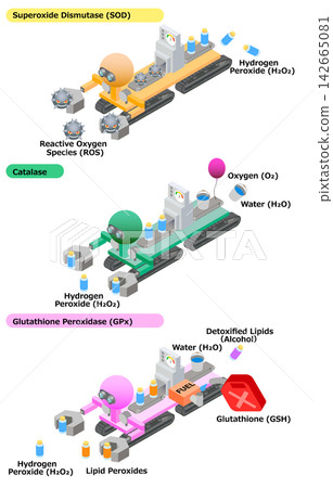 Mechanism and function of antioxidant enzymes Mechanism and function of antioxidant enzymes 142665081