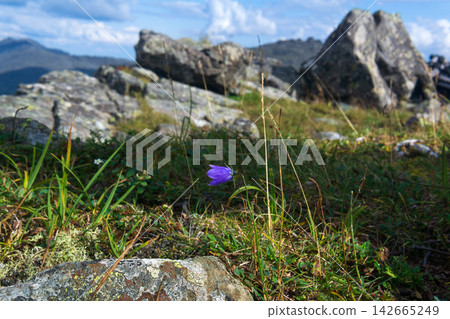 Purple bellflower on the background of the mountains Purple bellflower on the background of the mountains 142665249