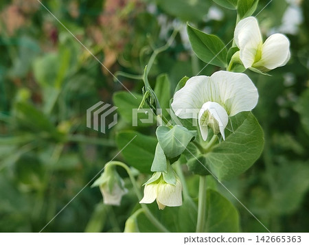 Pea flowers Pea flowers 142665363