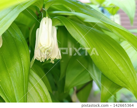 Flower of horseshoe Flower of horseshoe 142665364