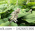 Hosta flower spikes 142665366