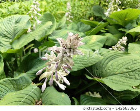 Hosta flower spikes Hosta flower spikes 142665366