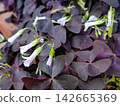 Oxalis · Trian Gulis 142665369