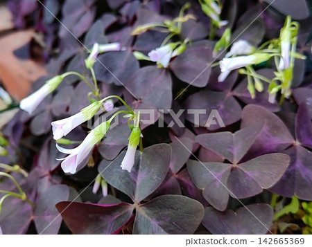 Oxalis · Trian Gulis Oxalis · Trian Gulis 142665369