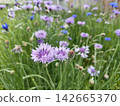 cornflower 142665370