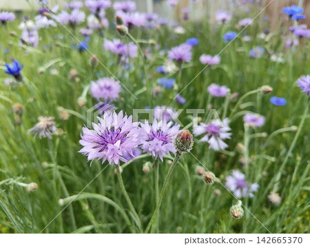 cornflower cornflower 142665370