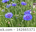 cornflower 142665371