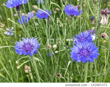 cornflower cornflower 142665371