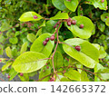 Galls formed on the leaves of the Styrax tree. 142665372