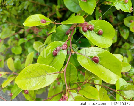 Galls formed on the leaves of the Styrax tree. Galls formed on the leaves of the Styrax tree. 142665372