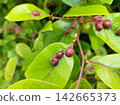 Galls formed on the leaves of the Styrax tree. 142665373