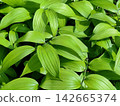 Hochakuso 142665374