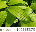 Hochakuso 142665375