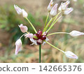 wild onion inflorescence 142665376