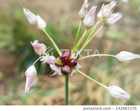 wild onion inflorescence wild onion inflorescence 142665376