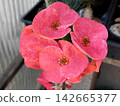 Hanaquilin flower 142665377