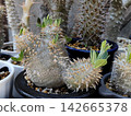 Pachypodium densicaule 142665378