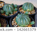 Euphorbia obesa 142665379