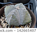 Astrophytum myriostigma 142665407