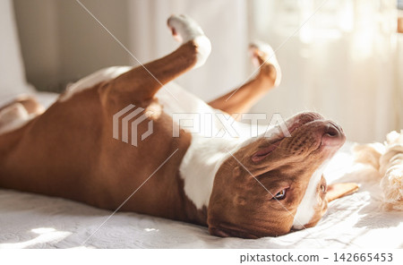 Dog, tired and animal in a bedroom or pitbull, pet and rescue in a bed with nap in the morning. Home, sunshine and relax foster in a house with comfort on a duvet and blanket with rest in sun Dog, tired and animal in a bedroom or pitbull, pet and rescue in a bed with nap in the morning. Home, sunshine and relax foster in a house with comfort on a duvet and blanket with rest in sun 142665453