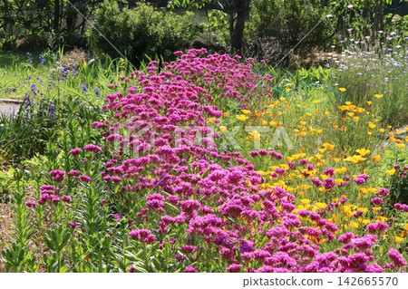 Pink catchfly flowers and orange California poppies blooming in a flowerbed in a park in spring. Pink catchfly flowers and orange California poppies blooming in a flowerbed in a park in spring. 142665570