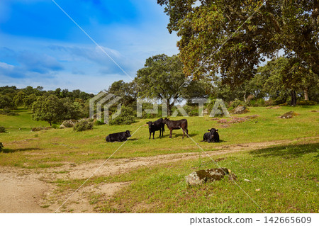 fighting bull grazing in Extremadura dehesa fighting bull grazing in Extremadura dehesa 142665609