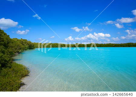 Holbox Island beach mangroove in Mexico Holbox Island beach mangroove in Mexico 142665640