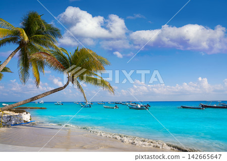 Playa del Carmen beach palm trees Mexico Playa del Carmen beach palm trees Mexico 142665647