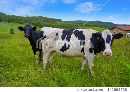 Friesian cows in Asturias meadow Spain Friesian cows in Asturias meadow Spain 142665786