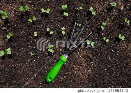 Radish plant from seedlings in an orchard Radish plant from seedlings in an orchard 142665840