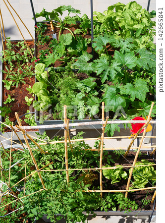 Raised bed orchard urban garden Raised bed orchard urban garden 142665841