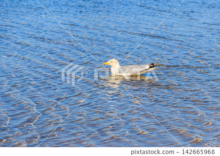 Seagull swimming in the Baltic sea 142665968