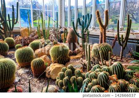 Variety of beautiful desert cactus landscaping in greenhouse of botanical garden Variety of beautiful desert cactus landscaping in greenhouse of botanical garden 142666037