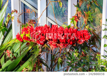Beautiful blooming giant spear lily (Doryanthes palmeri) in greenhouse Beautiful blooming giant spear lily (Doryanthes palmeri) in greenhouse 142666038