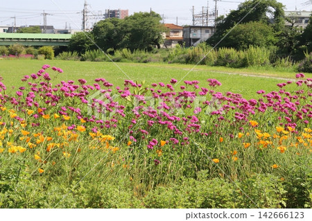 Pink catchfly and orange California poppies blooming in a flowerbed in a park in spring, along with the park scenery. Pink catchfly and orange California poppies blooming in a flowerbed in a park in spring, along with the park scenery. 142666123