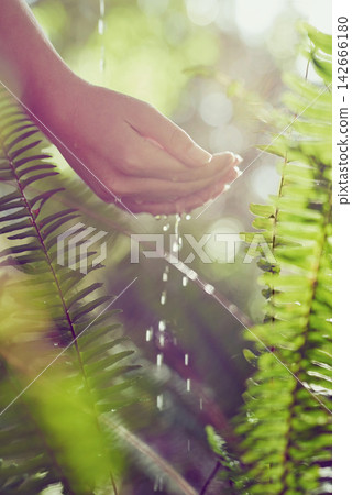Outdoor, person and hands with plants, cleaning and sunshine with spring, hygiene and environment. Closeup, water and lens flare with splash, ecology and wet with nature, prevent germs and sunshine Outdoor, person and hands with plants, cleaning and sunshine with spring, hygiene and environment. Closeup, water and lens flare with splash, ecology and wet with nature, prevent germs and sunshine 142666180