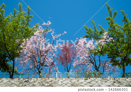 Cherry blossoms along the Zanbori River in Tachikawa City Cherry blossoms along the Zanbori River in Tachikawa City 142666301