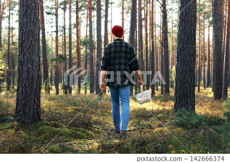 man foraging for wild mushrooms in a pine forest, carrying a basket for the autumn harvest, embracing a sustainable lifestyle, wild harvesting, and connection with nature. man foraging for wild mushrooms in a pine forest, carrying a basket for the autumn harvest, embracing a sustainable lifestyle, wild harvesting, and connection with nature. 142666374