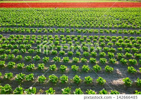 Green romain letucce and red oak leaf field Green romain letucce and red oak leaf field 142666485